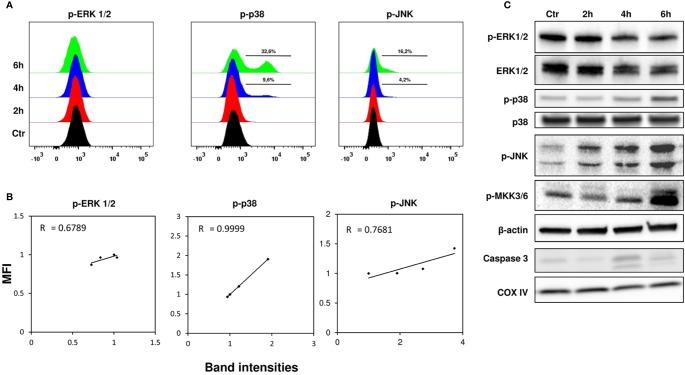https://cdn.ncbi.nlm.nih.gov/pmc/blobs/37d5/7226368/2313cd4a6130/fphar-11-00630-g004.jpg