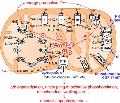 https://cdn.ncbi.nlm.nih.gov/pmc/blobs/37d7/10717822/5a64762c27b0/12576_2014_326_Fig1_HTML.jpg