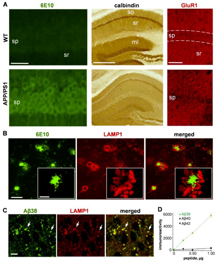 https://cdn.ncbi.nlm.nih.gov/pmc/blobs/37d7/6770842/78235ed78f5a/ijms-20-04432-g001.jpg