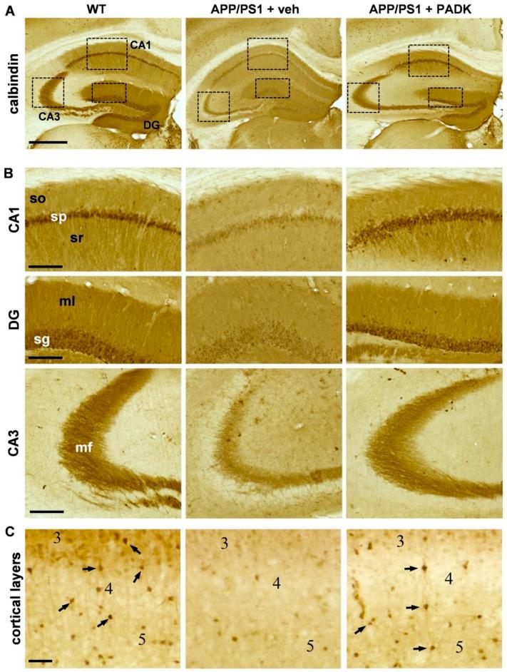 https://cdn.ncbi.nlm.nih.gov/pmc/blobs/37d7/6770842/bcffc6a64bbc/ijms-20-04432-g004.jpg