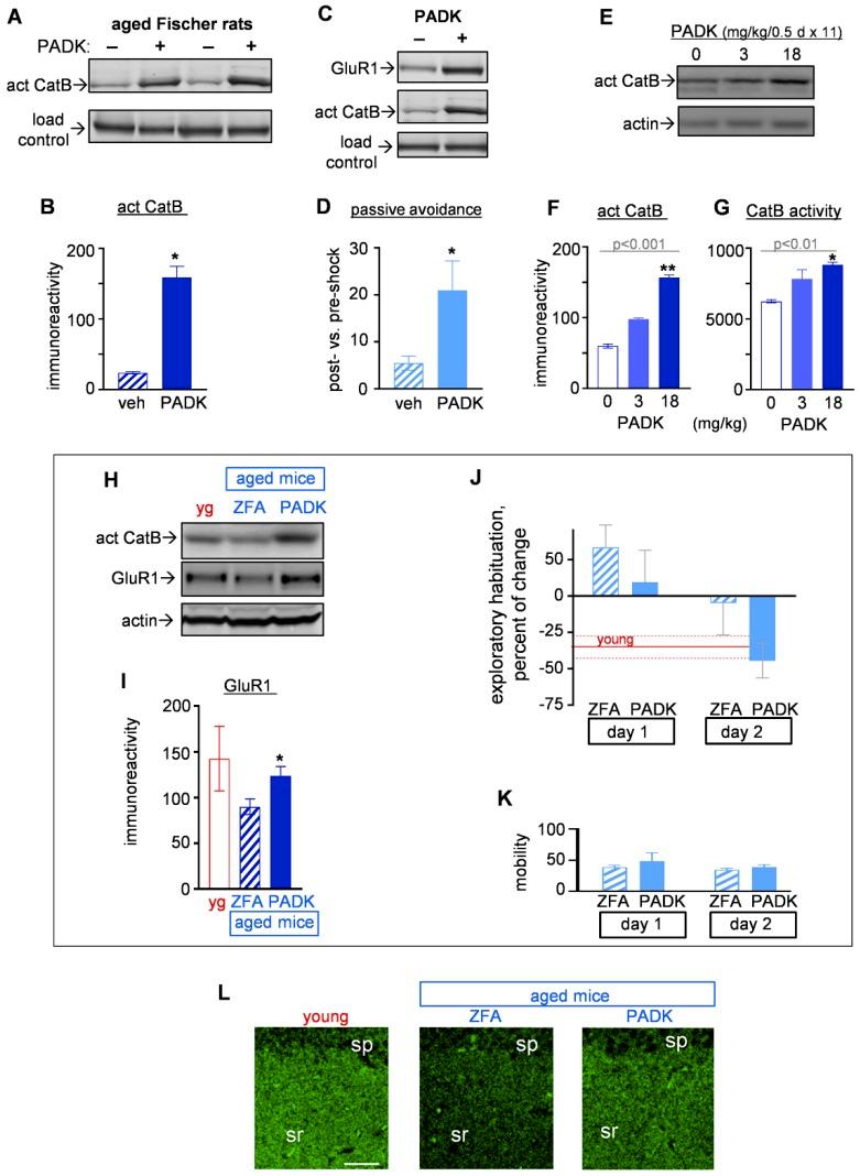 https://cdn.ncbi.nlm.nih.gov/pmc/blobs/37d7/6770842/c56a5ff9df3d/ijms-20-04432-g006.jpg