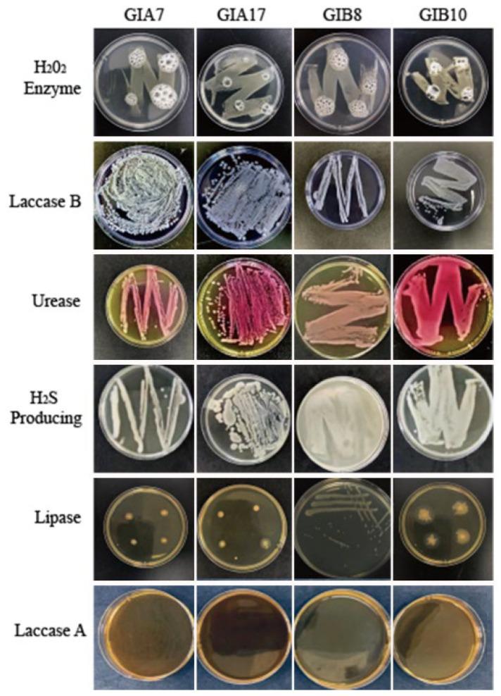 https://cdn.ncbi.nlm.nih.gov/pmc/blobs/37d8/11509307/9f449c649220/microorganisms-12-02005-g001.jpg