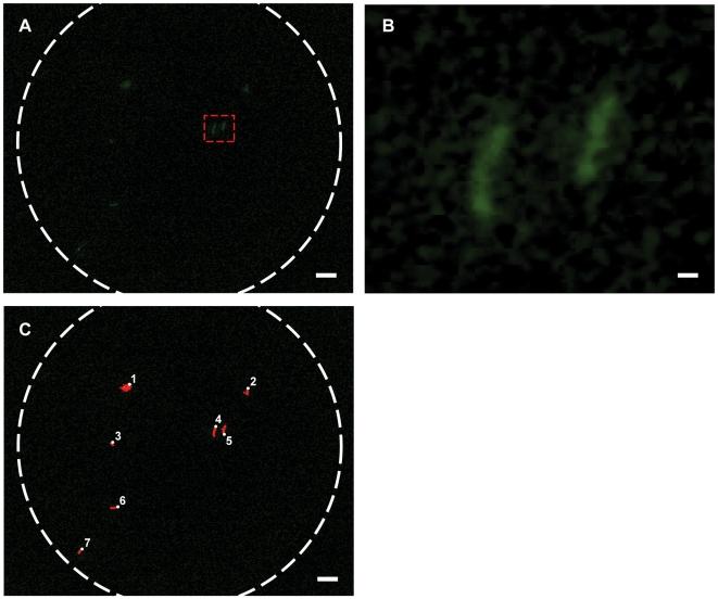 https://cdn.ncbi.nlm.nih.gov/pmc/blobs/37da/2709430/07b3ba9892d3/pone.0006320.g003.jpg