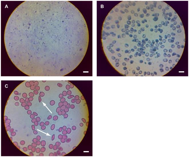 https://cdn.ncbi.nlm.nih.gov/pmc/blobs/37da/2709430/a2a202627d69/pone.0006320.g002.jpg