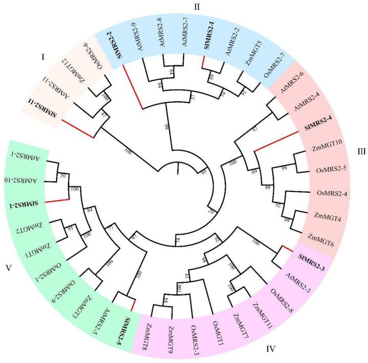https://cdn.ncbi.nlm.nih.gov/pmc/blobs/37db/10347230/26d7ceaeb6e0/plants-12-02512-g002.jpg