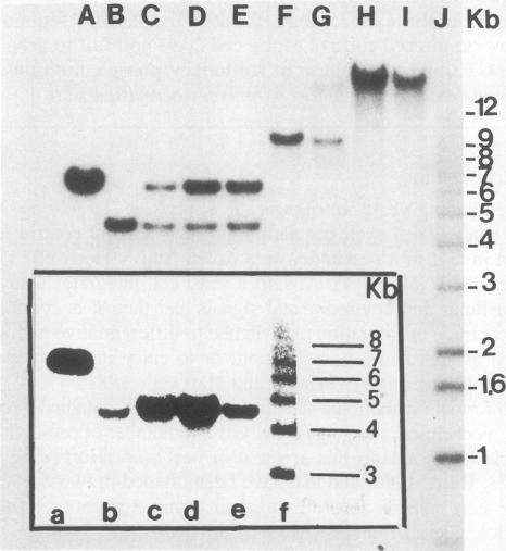 https://cdn.ncbi.nlm.nih.gov/pmc/blobs/37db/1167121/b660ad5b0113/emboj00172-0319-b.jpg