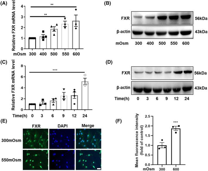 https://cdn.ncbi.nlm.nih.gov/pmc/blobs/37e1/11106643/c755adaa7236/JCMM-28-e18409-g005.jpg