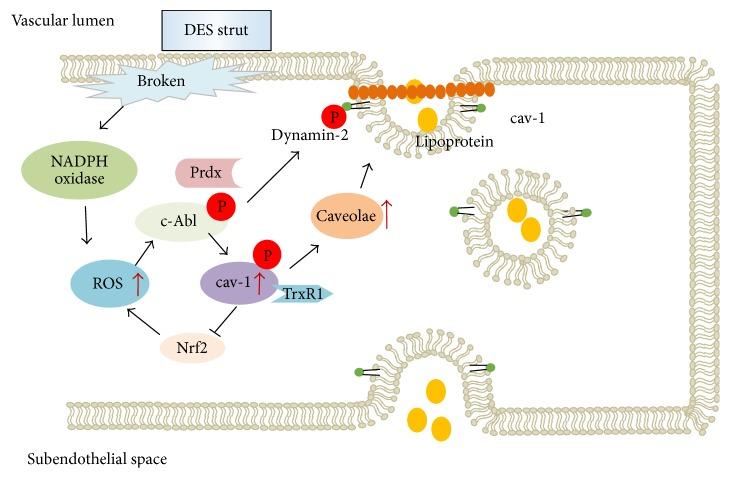https://cdn.ncbi.nlm.nih.gov/pmc/blobs/37e1/4944075/748779ee499d/OMCL2016-5924234.001.jpg