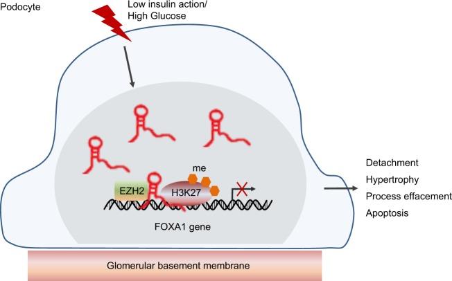 https://cdn.ncbi.nlm.nih.gov/pmc/blobs/37e1/6802617/f85d53d76621/12276_2019_259_Fig6_HTML.jpg