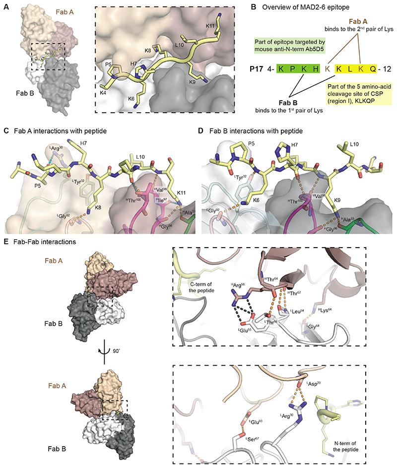 https://cdn.ncbi.nlm.nih.gov/pmc/blobs/37e1/7611206/e22eb5637600/EMS127541-f004.jpg
