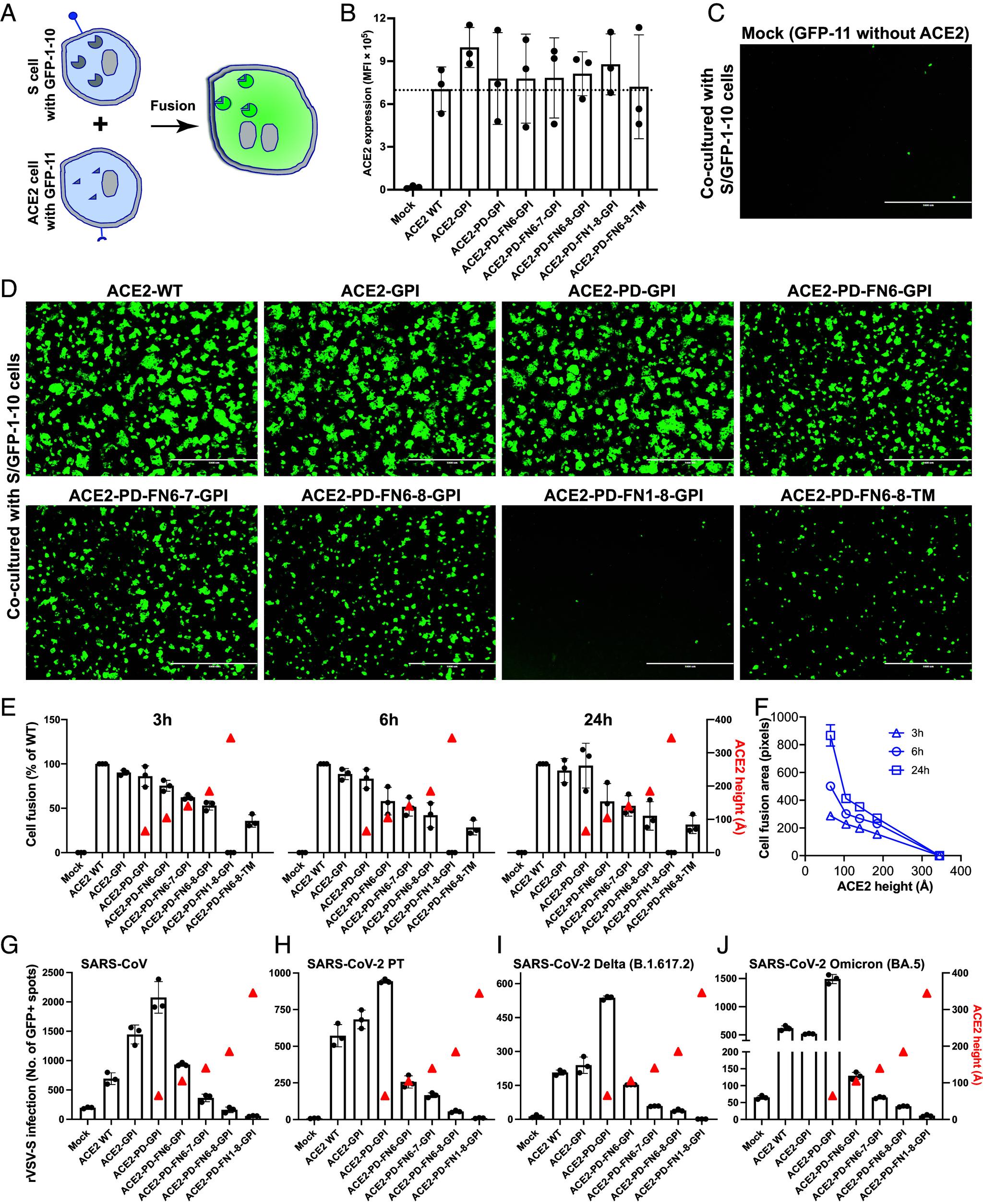 https://cdn.ncbi.nlm.nih.gov/pmc/blobs/37e2/11551432/e8cd7108e9e2/pnas.2414583121fig02.jpg