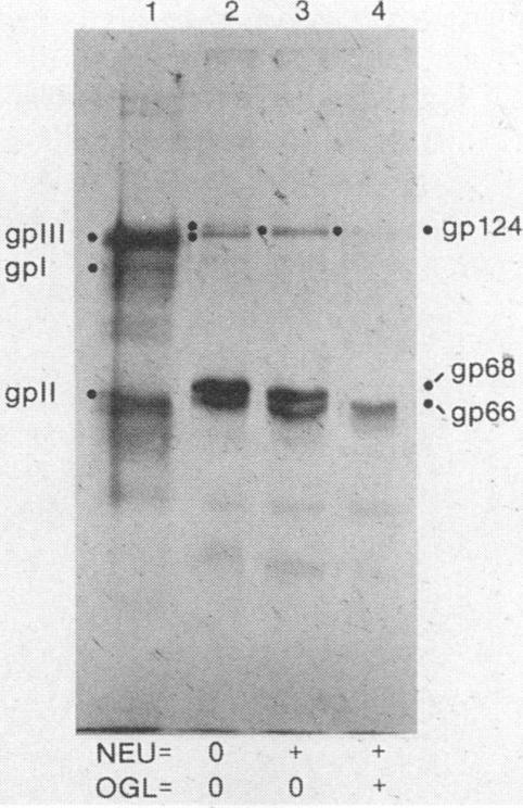 https://cdn.ncbi.nlm.nih.gov/pmc/blobs/37e3/255809/8ba726d85bbd/jvirol00100-0235-a.jpg
