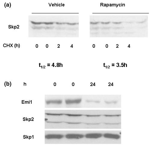 https://cdn.ncbi.nlm.nih.gov/pmc/blobs/37e5/1779462/30ff38448f25/bcr1533-5.jpg