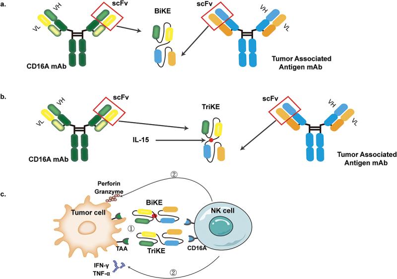 https://cdn.ncbi.nlm.nih.gov/pmc/blobs/37e9/10543353/919872a6fbca/KHVI_A_2256904_F0001_OC.jpg