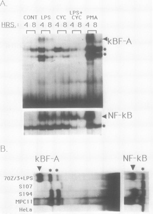 https://cdn.ncbi.nlm.nih.gov/pmc/blobs/37e9/330361/fd4a1d20d2b0/nar00188-0330-b.jpg
