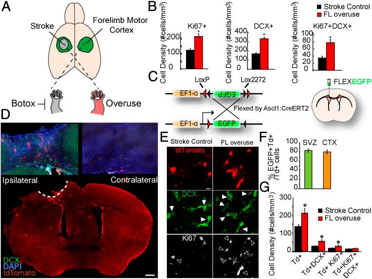 https://cdn.ncbi.nlm.nih.gov/pmc/blobs/37ef/6612913/82a851c436f3/pnas.1811825116fig01.jpg