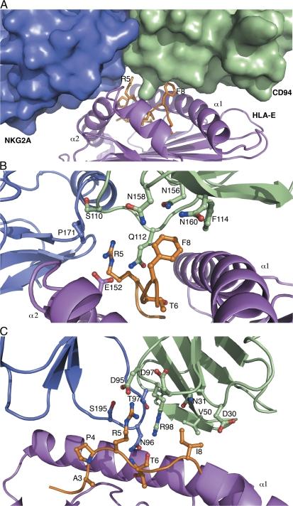 https://cdn.ncbi.nlm.nih.gov/pmc/blobs/37f1/2275392/66e5538eb370/jem2050725f03.jpg