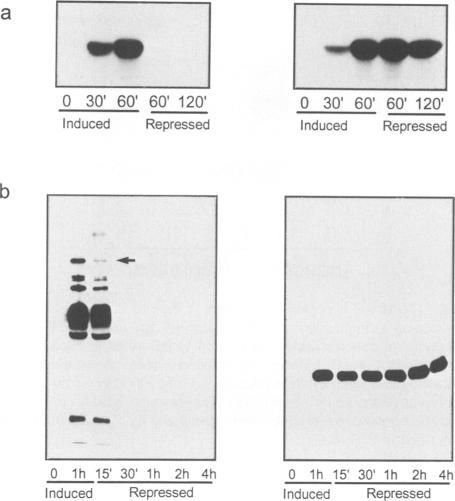 https://cdn.ncbi.nlm.nih.gov/pmc/blobs/37f9/398171/1fdb1b88435d/emboj00029-0149-b.jpg
