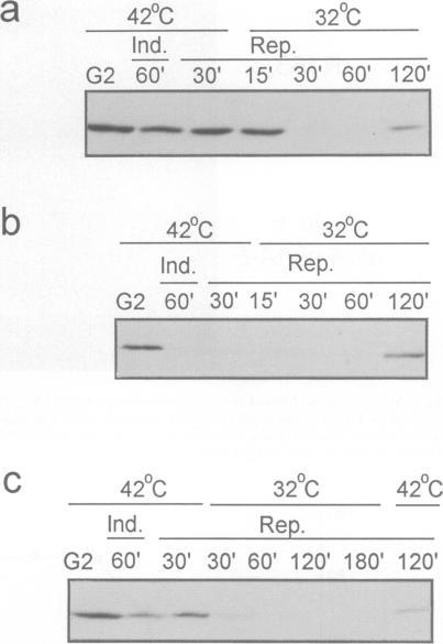 https://cdn.ncbi.nlm.nih.gov/pmc/blobs/37f9/398171/2cf8a219c16c/emboj00029-0152-a.jpg