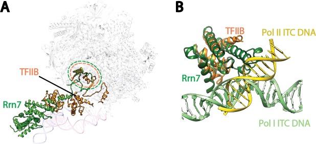 https://cdn.ncbi.nlm.nih.gov/pmc/blobs/37fc/5489313/24502610faec/elife-27414-fig5-figsupp1.jpg