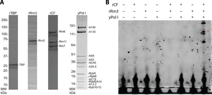 https://cdn.ncbi.nlm.nih.gov/pmc/blobs/37fc/5489313/6cc9c093f116/elife-27414-fig1-figsupp1.jpg