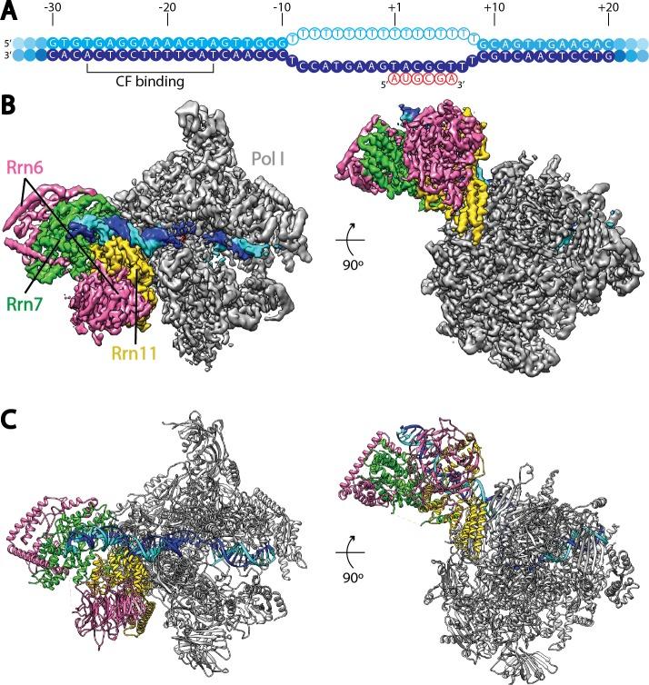 https://cdn.ncbi.nlm.nih.gov/pmc/blobs/37fc/5489313/adf9a1d1a850/elife-27414-fig1.jpg