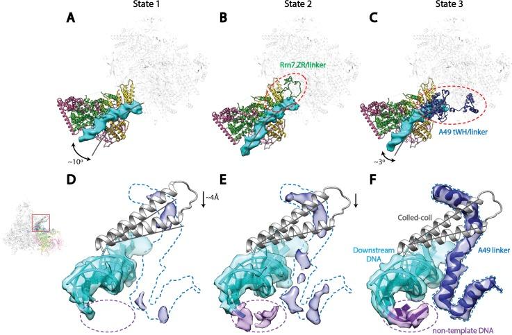 https://cdn.ncbi.nlm.nih.gov/pmc/blobs/37fc/5489313/bc327042bcd5/elife-27414-fig4.jpg