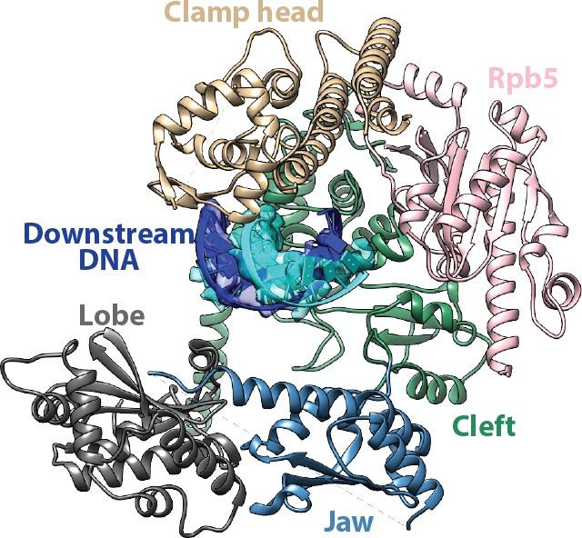 https://cdn.ncbi.nlm.nih.gov/pmc/blobs/37fc/5489313/cbcc19626e6a/elife-27414-fig3-figsupp1.jpg