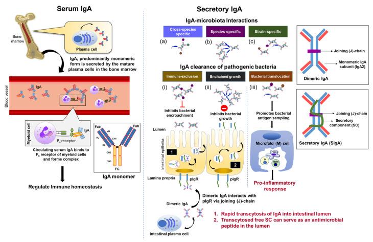 https://cdn.ncbi.nlm.nih.gov/pmc/blobs/37fc/8539215/3eae5fd079c6/microorganisms-09-02117-g001.jpg