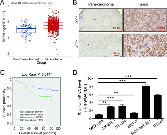 https://cdn.ncbi.nlm.nih.gov/pmc/blobs/37fe/11660783/15adb63c0575/13062_2024_578_Fig1_HTML.jpg