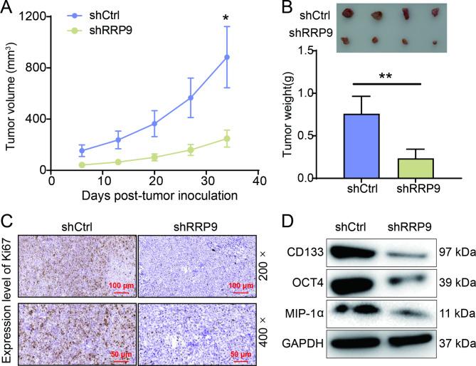 https://cdn.ncbi.nlm.nih.gov/pmc/blobs/37fe/11660783/c39fee4fd697/13062_2024_578_Fig3_HTML.jpg