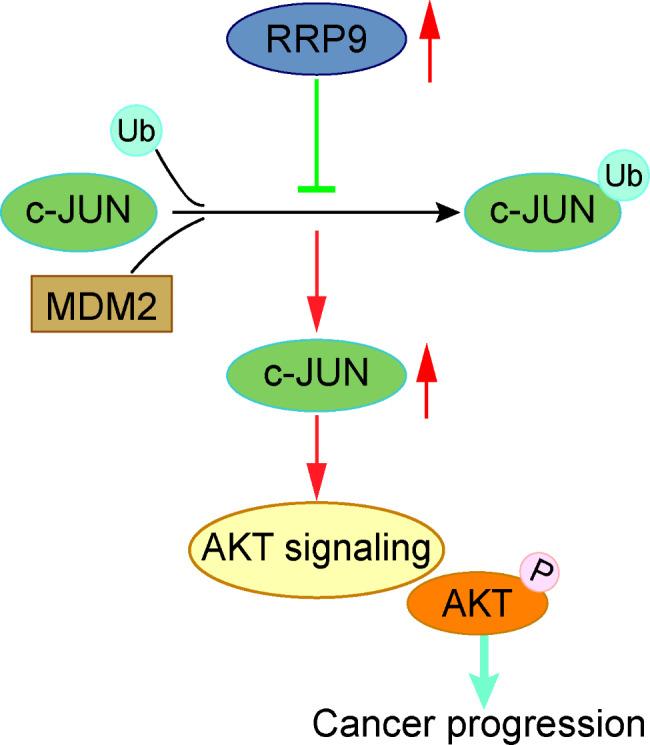 https://cdn.ncbi.nlm.nih.gov/pmc/blobs/37fe/11660783/cc68ba09d81b/13062_2024_578_Fig7_HTML.jpg