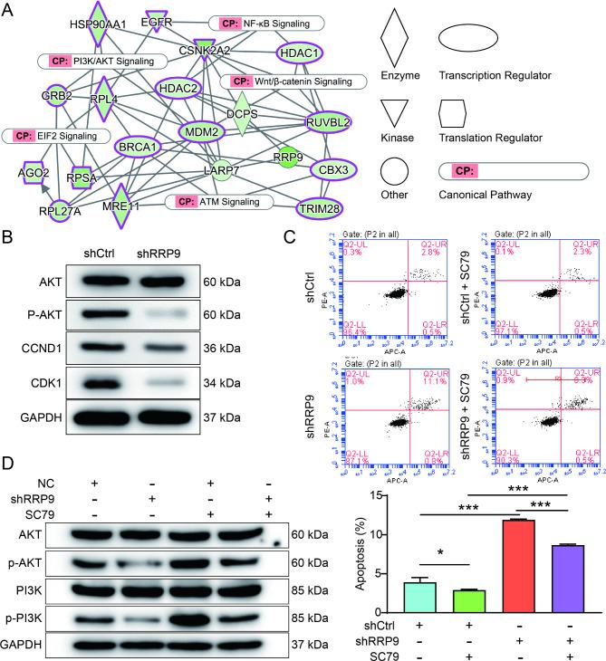 https://cdn.ncbi.nlm.nih.gov/pmc/blobs/37fe/11660783/f1c5f0450661/13062_2024_578_Fig6_HTML.jpg