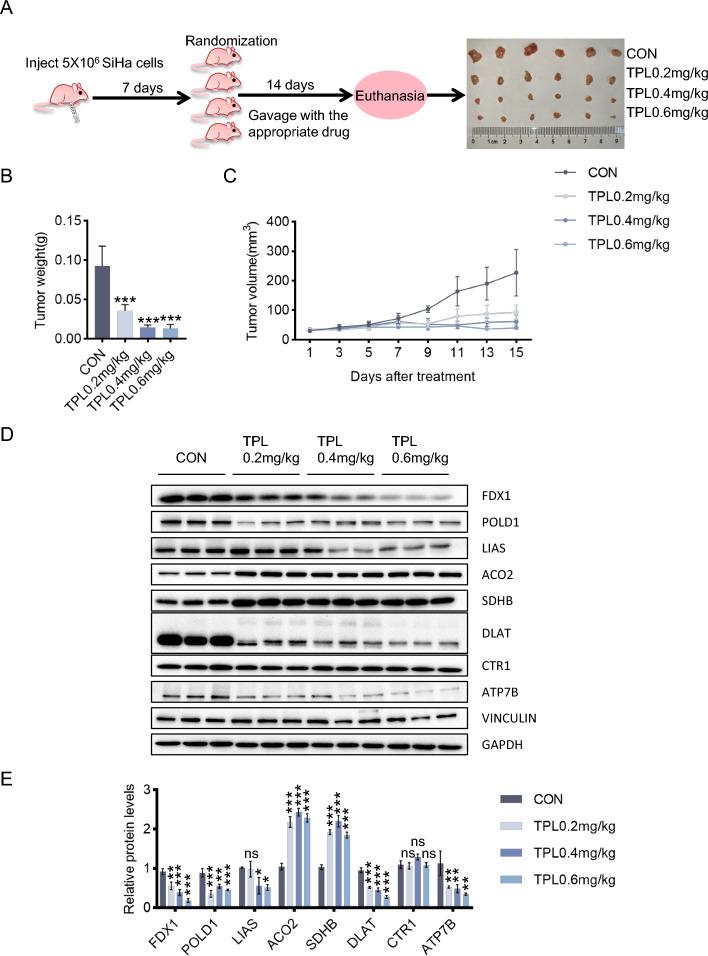 https://cdn.ncbi.nlm.nih.gov/pmc/blobs/37ff/11360305/09f5743e6412/11658_2024_623_Fig6_HTML.jpg