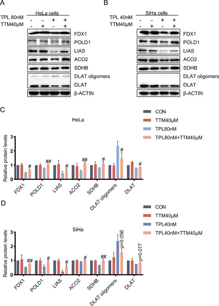 https://cdn.ncbi.nlm.nih.gov/pmc/blobs/37ff/11360305/312fc312bb86/11658_2024_623_Fig4_HTML.jpg