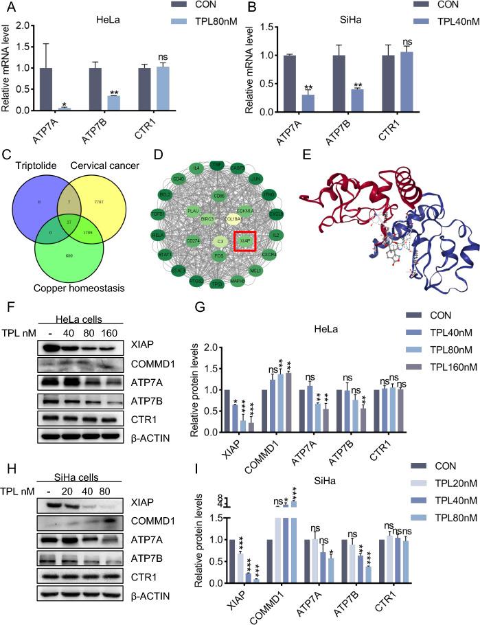 https://cdn.ncbi.nlm.nih.gov/pmc/blobs/37ff/11360305/7747bcdb925d/11658_2024_623_Fig5_HTML.jpg