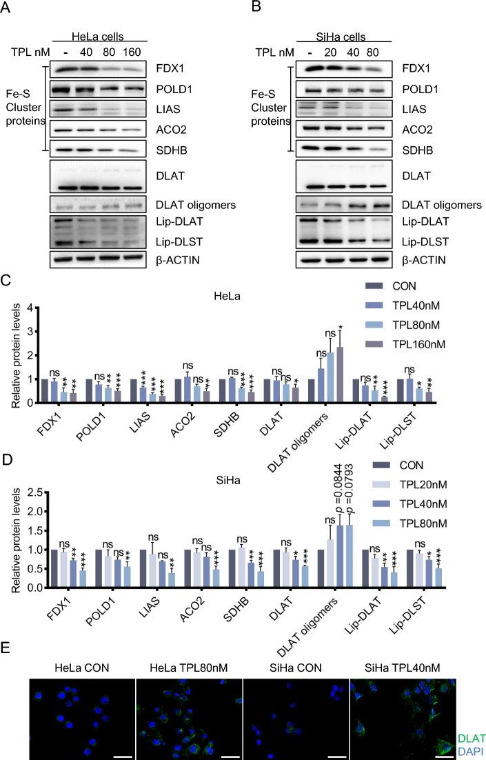 https://cdn.ncbi.nlm.nih.gov/pmc/blobs/37ff/11360305/eb7ca57b5adb/11658_2024_623_Fig2_HTML.jpg