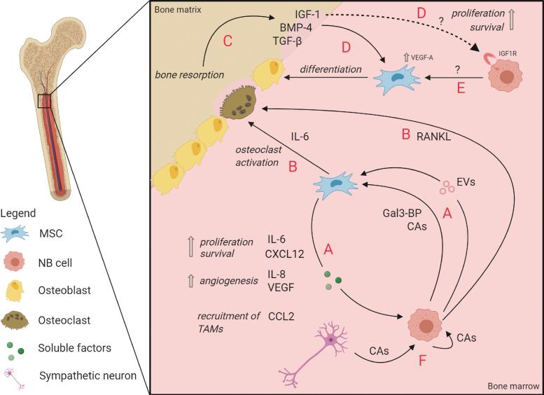 https://cdn.ncbi.nlm.nih.gov/pmc/blobs/37ff/7826431/d55a17bb5a54/scd.2020.0142_figure2.jpg