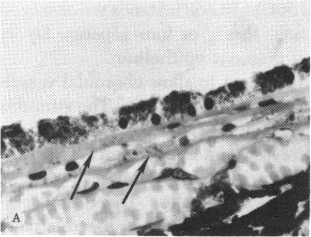 https://cdn.ncbi.nlm.nih.gov/pmc/blobs/3807/1311549/d5ca6746c65a/taos00024-0268-a.jpg