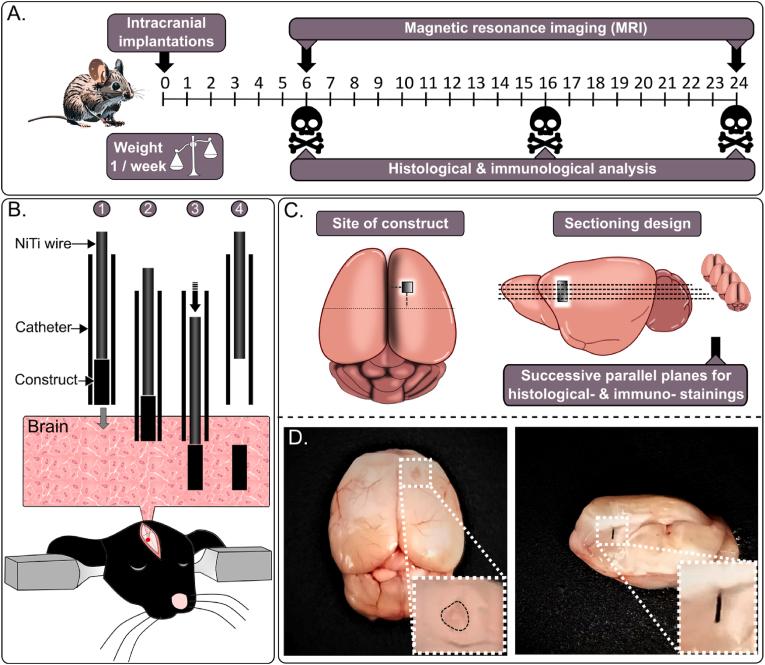 https://cdn.ncbi.nlm.nih.gov/pmc/blobs/3808/12088817/5aa09ad5d4bf/gr2.jpg