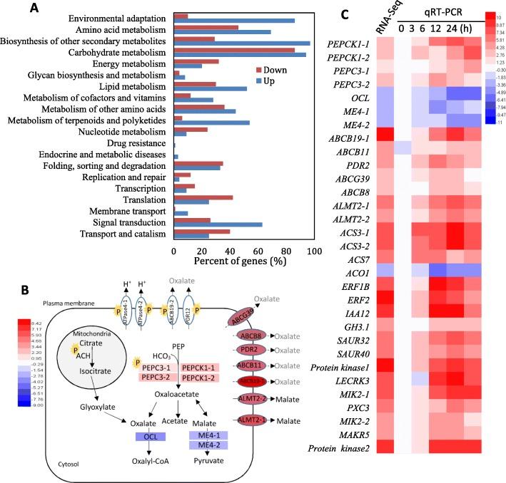 https://cdn.ncbi.nlm.nih.gov/pmc/blobs/3810/6724372/111ce401ca9b/12870_2019_1990_Fig4_HTML.jpg