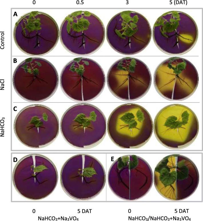 https://cdn.ncbi.nlm.nih.gov/pmc/blobs/3810/6724372/b119843e762b/12870_2019_1990_Fig2_HTML.jpg