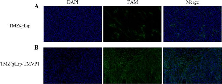 https://cdn.ncbi.nlm.nih.gov/pmc/blobs/3814/12034291/72f1a262b13d/IJN-20-5231-g0007.jpg
