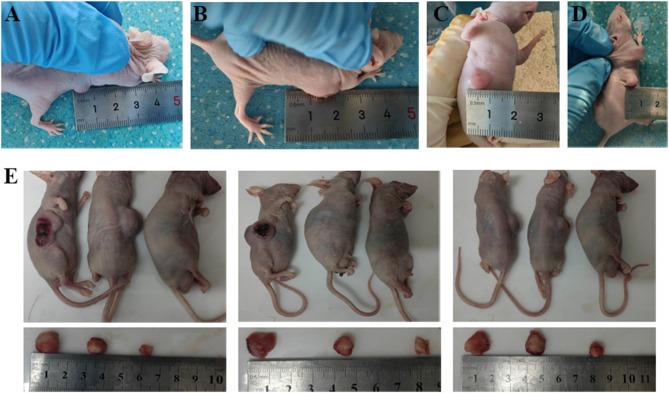 https://cdn.ncbi.nlm.nih.gov/pmc/blobs/3814/12034291/874f5b115f11/IJN-20-5231-g0006.jpg