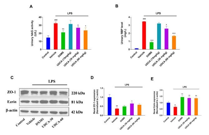 https://cdn.ncbi.nlm.nih.gov/pmc/blobs/3815/11780800/b03e1f29eb9c/12882_2025_3977_Fig4_HTML.jpg