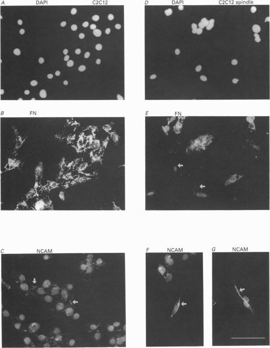 https://cdn.ncbi.nlm.nih.gov/pmc/blobs/3817/1179913/548c9b35a8a9/jphysiol00440-0737-a.jpg