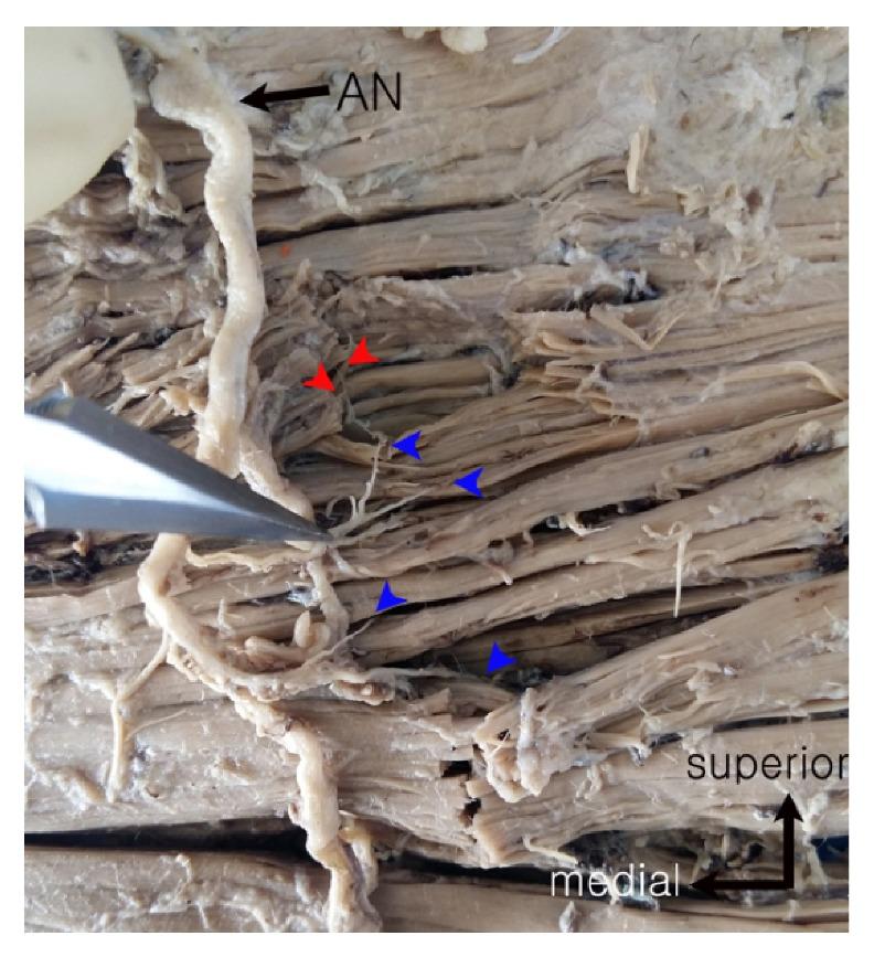 https://cdn.ncbi.nlm.nih.gov/pmc/blobs/381d/5299158/f8c48baed2e6/BMRI2017-3092720.001.jpg