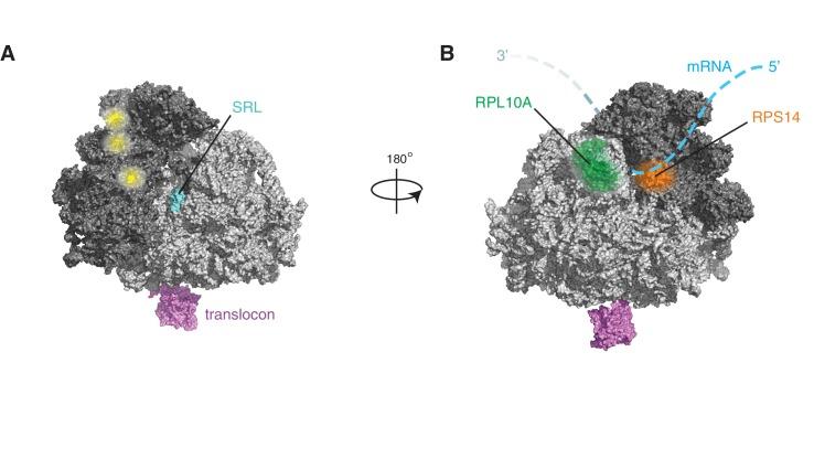 https://cdn.ncbi.nlm.nih.gov/pmc/blobs/3820/6336407/1aa4ed26bfd0/elife-43036-fig5-figsupp2.jpg