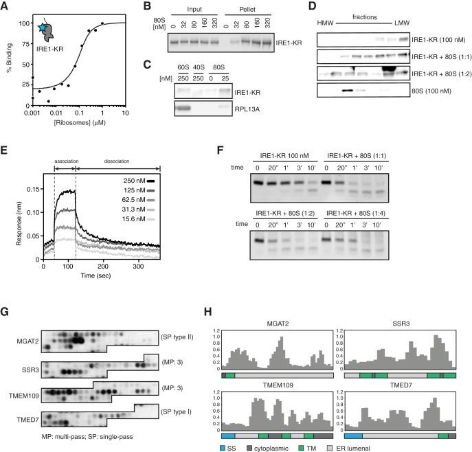 https://cdn.ncbi.nlm.nih.gov/pmc/blobs/3820/6336407/47eebd70bb6f/elife-43036-fig6.jpg