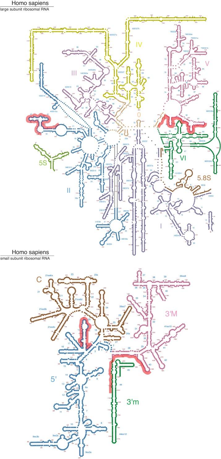 https://cdn.ncbi.nlm.nih.gov/pmc/blobs/3820/6336407/94aefafd41c9/elife-43036-fig5-figsupp1.jpg